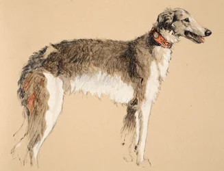 Borzoi, 1930, Illustrationer från hans skissbok använd för "Just Among Friends", Aldin, Cecil Charles Windsor (1870-1935), senare publicerad av Eyre och Spottiswoode Limited, 1934, Chalk and Charcoal on